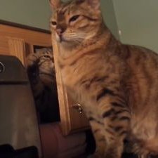 Profile Picture of Adam Lannon Silk (@FlamingSkarmory) on Twitter