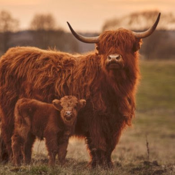 Profile Picture of Carli Viall (@viallcarli) on Poshmark