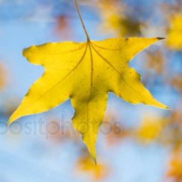 Profile Picture of Mandy Wu (@mawu7) on Poshmark