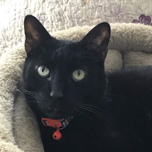 Profile Picture of Billbillie Amatore (@bamatore) on Poshmark