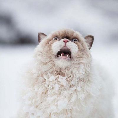 Profile Picture of H Schoemaker (@hschoemaker) on Twitter