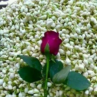 Profile Picture of Sayed Alam (@Sayed-Alam) on Facebook