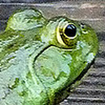 Profile Picture of Naomi Walters (@butterflies881) on Flickr