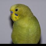 Profile Picture of 🐦- keeko -🐦 (@keeko.theparakeet) on Instagram