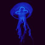 Profile Picture of Andrew Nunn (@the_nunnster2017) on Instagram