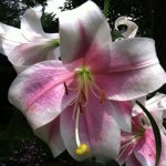 Profile Picture of Kim Gaither (@kcgaither) on Instagram