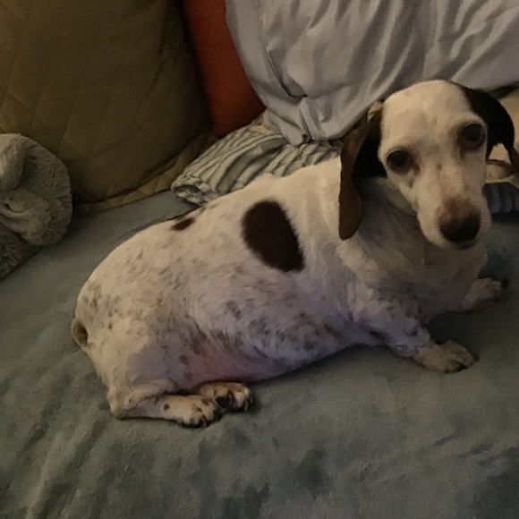 Profile Picture of Beth Albert (@bethalbert275) on Poshmark