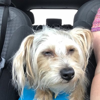 Profile Picture of TLH (@TraciTempler) on Twitter