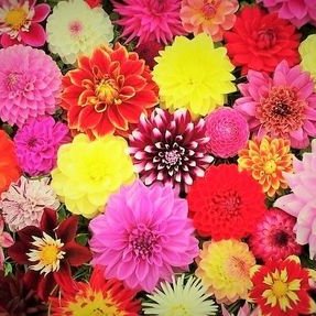 Mari Tanaka - Twitter Profile Picture of Mari Tanaka (@maritanaka12) on Twitter