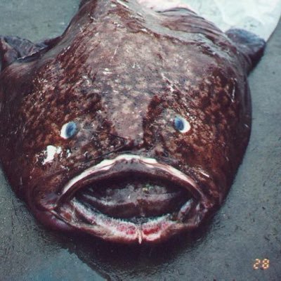 Profile Picture of William Mcfadyen (@deathbyBAirways) on Twitter