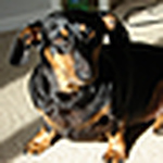 Profile Picture of Jackson Robert (@peanut+jackson) on Flickr