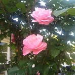 Profile Picture of Marlyn Andrews (@marlyn.andrews.2025) on Facebook