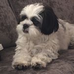 Profile Picture of Milo Watson (@milo_theshichon) on Instagram