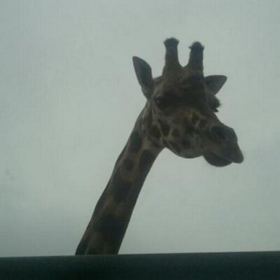 Profile Picture of Lacey Orton (@LaceyMeyer2) on Twitter