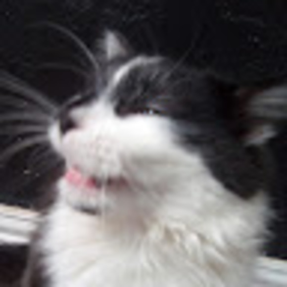Profile Picture of Clover Clover (@cloverthecat) on Poshmark