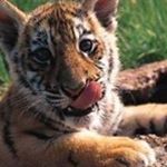 Profile Picture of Pankaj Upadhyay (@pankaj.upadhyay) on Instagram