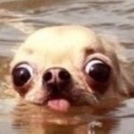 Profile Picture of Çrÿštåł Hãłïçkÿ (@momaboobear) on Instagram