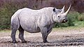 Profile Picture of Black rhinoceros - Wikipedia, the free encyclopediaon Wikipedia