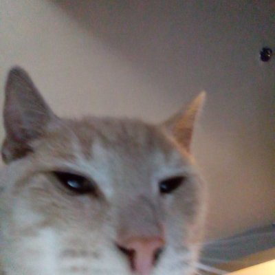 Profile Picture of Michaelkuzel (@michaelkuzel) on Twitter