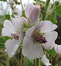 Profile Picture of Althaea (plant)on Wikipedia