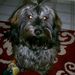 Profile Picture of Lisa Haggerty (@haggertyl) on Pinterest