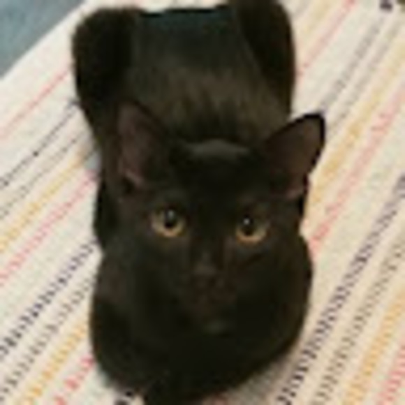 Profile Picture of Erin Kodash (@emfalst) on Poshmark