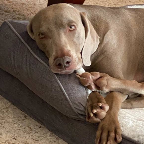 Profile Picture of Sharon Ouchie (@souchie2002) on Poshmark