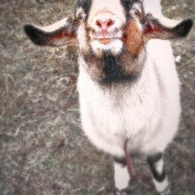 Profile Picture of John Steck (@stecky53) on Twitter