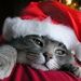 Profile Picture of Brigitte da Silva (@brigitte141172) on Pinterest