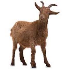 Profile Picture of Kyle Timmis (@AGamingGoat) on Twitter
