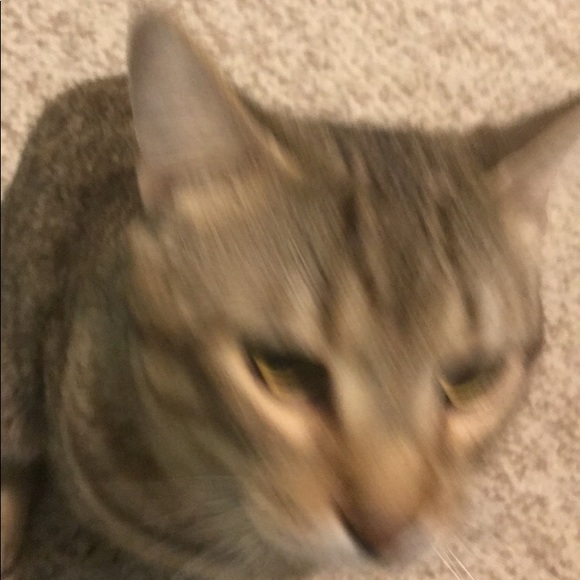 Profile Picture of Peyton Daniels (@pinecone202113) on Poshmark