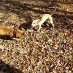 Profile Picture of Adam Shea-Pierre Guilbeaux (@kingguilbeaux) on Instagram