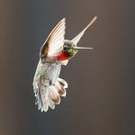 Profile Picture of Valerie Kneisley (@vababk) on Instagram