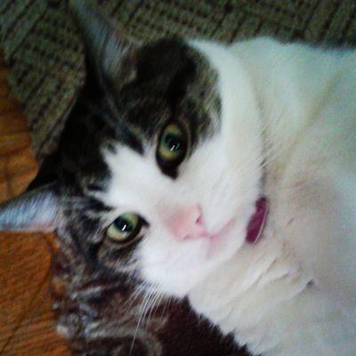 Profile Picture of Sandy Kosovich Peck (@sandykaypax) on Twitter