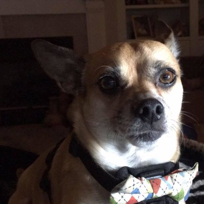 Profile Picture of Buffy Frank (@Ooobuffy) on Twitter