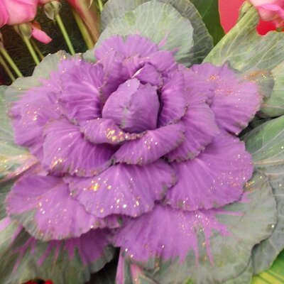 Profile Picture of Carmen Chung (@yellow_crystal) on Twitter