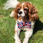 Profile Picture of Bailey Ulysses Merritt (@baileythecavdog) on Instagram