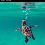 Carl Ericson Joseph - Instagram Profile Picture of Carl Ericson Joseph (@carl_ericson_joseph) on Instagram