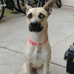 Profile Picture of Roxy (@roxannes_daily) on Instagram