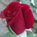 Profile Picture of Graciela Verdugo (@graciela.verdugo.9678) on Facebook