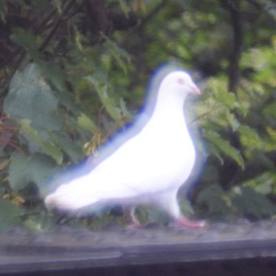 Profile Picture of Blurry Dove (@NathanE75020771) on Twitter