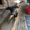 Profile Picture of Ari the dog lover 😘🐶 (@@aaronochs) on Tiktok