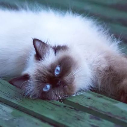 Profile Picture of michael alan (@michael.alan7) on Tiktok