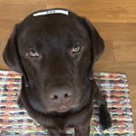 Profile Picture of Lori Baronian Hagood (@at_home_with_homer) on Instagram