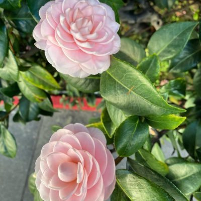 Profile Picture of Stefanie Ackerman (@stagiarystef) on Twitter