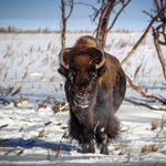 Aaron Hayward - Instagram Profile Picture of Aaron Hayward (@506_mountaineer) on Instagram