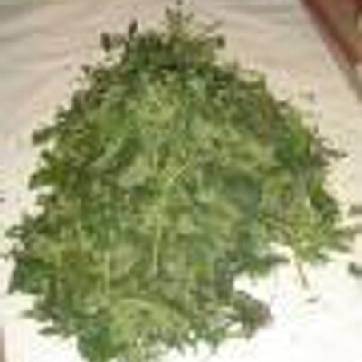 Profile Picture of Derek Savannah (@Derekgiu) on Twitter