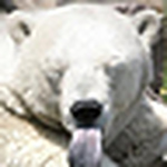 Profile Picture of bigbear_is_back (@bigbear_is_back) on Flickr