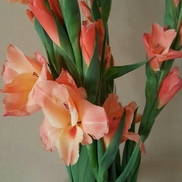 Profile Picture of Theresa Surmaj (@teresashu) on Poshmark