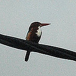 Profile Picture of Chris Tan (@chris tan) on Flickr